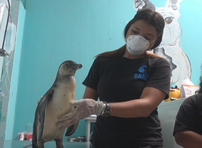 Huanchaco: rescatan a dos pingüinos y piden apoyo para su alimentación