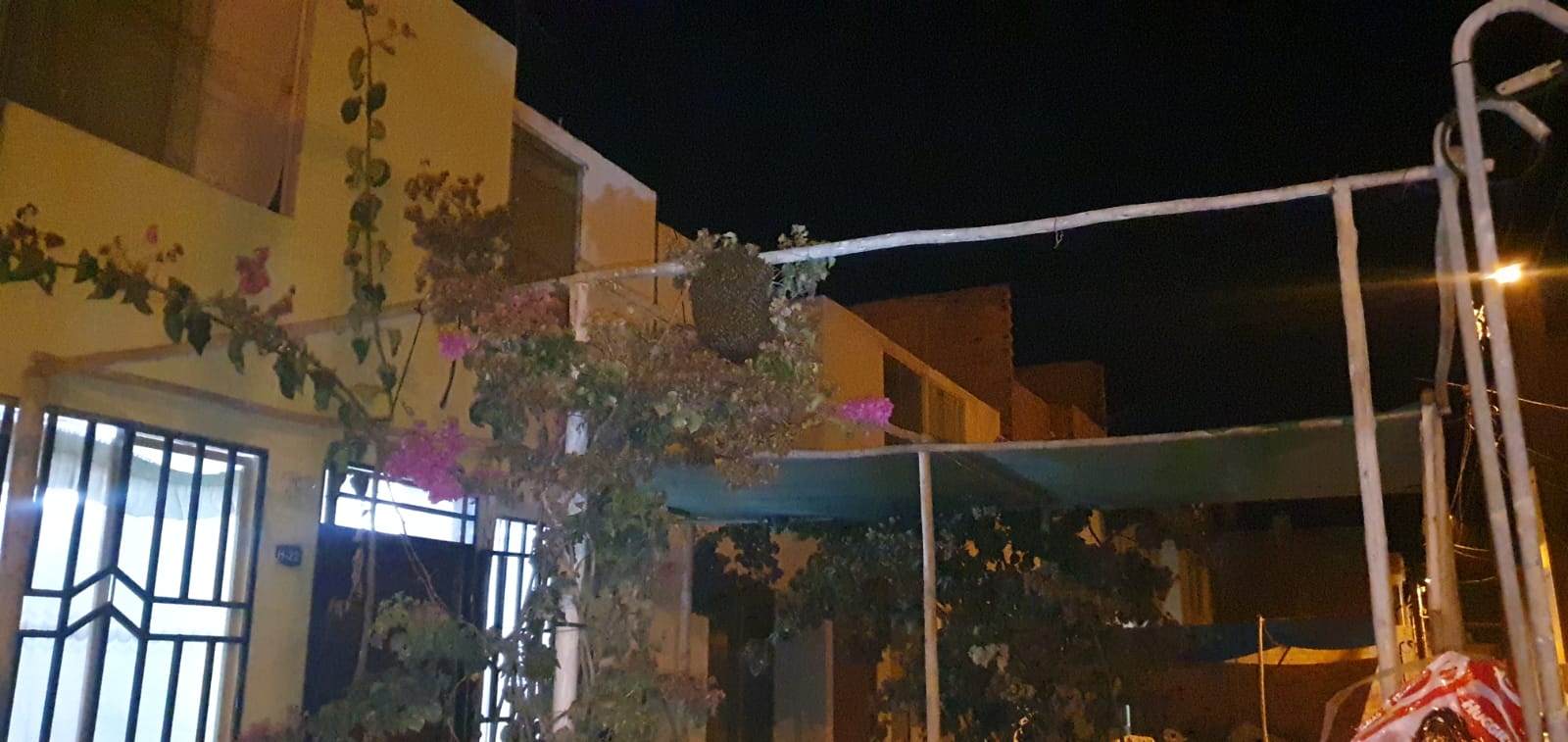 Huanchaquito: vecinos de residencial piden apoyo para retirar panal de abejas