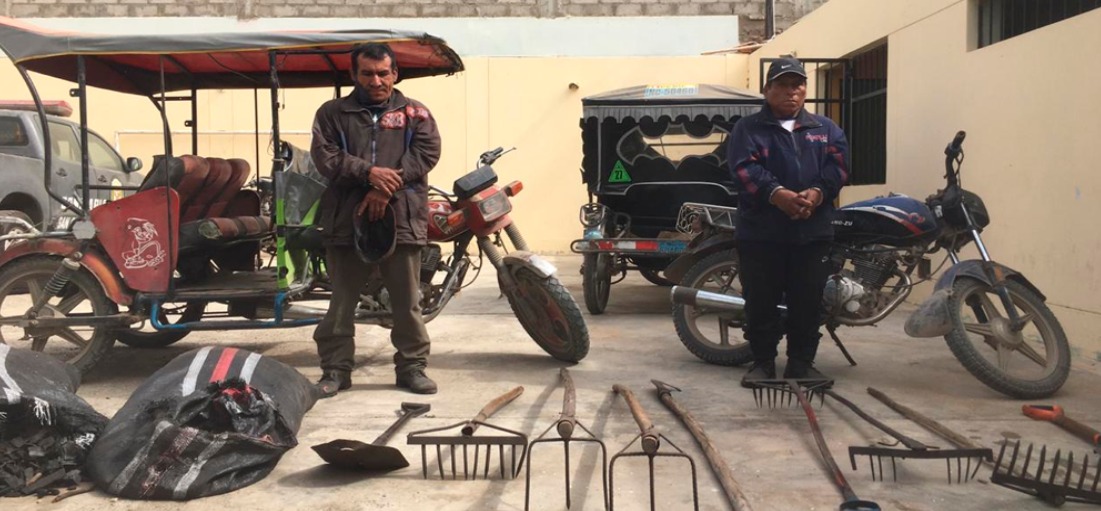 Pacasmayo: sujetos son descubiertos talando ilegalmente, árboles de algarrobo 