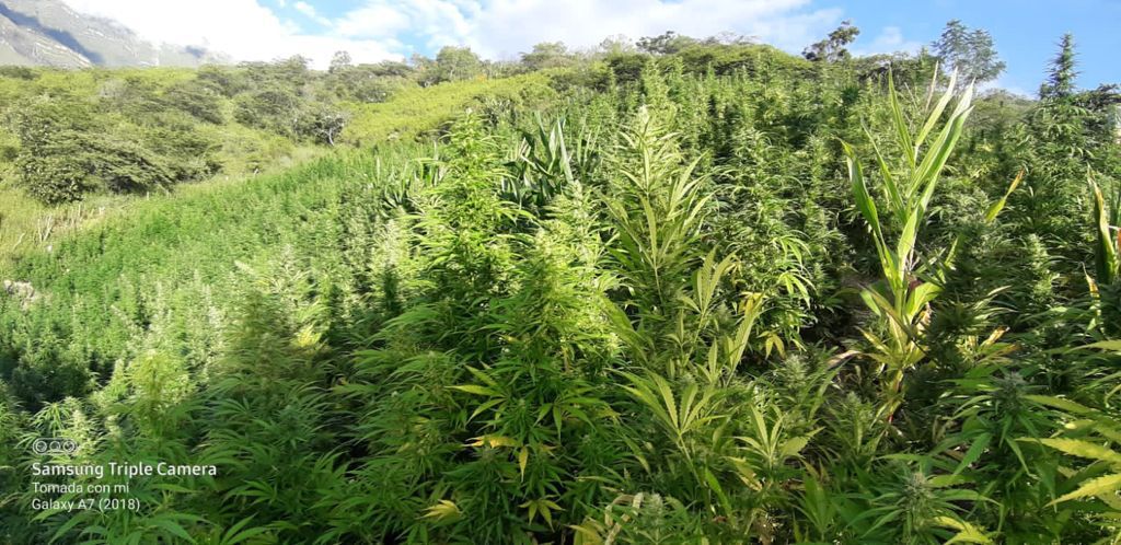 Decomisan más de 70 kilos de marihuana y erradican plantones sembrados en cinco hectáreas en Sánchez Carrión