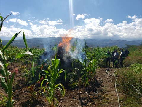 Erradican cinco mil  plantones de marihuana en caserío de Sánchez Carrión