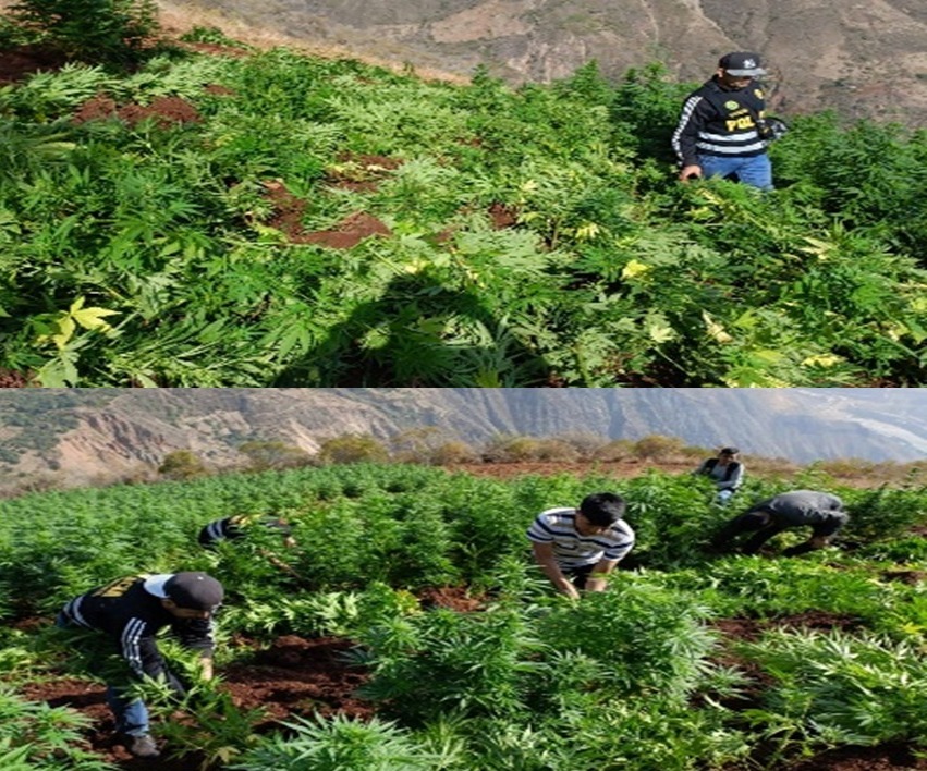 Sánchez Carrión: la Policía erradicó sembrío de más de 4 hectáreas de marihuana