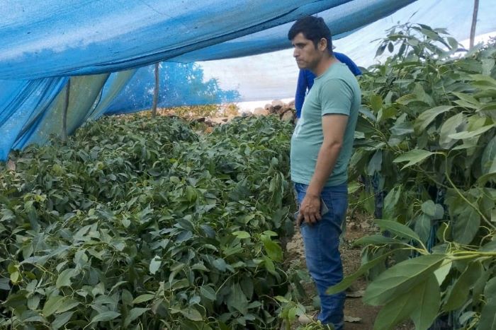 Áncash: productores de palto ejecutan proyecto ganador de Procompite con asistencia del Midis