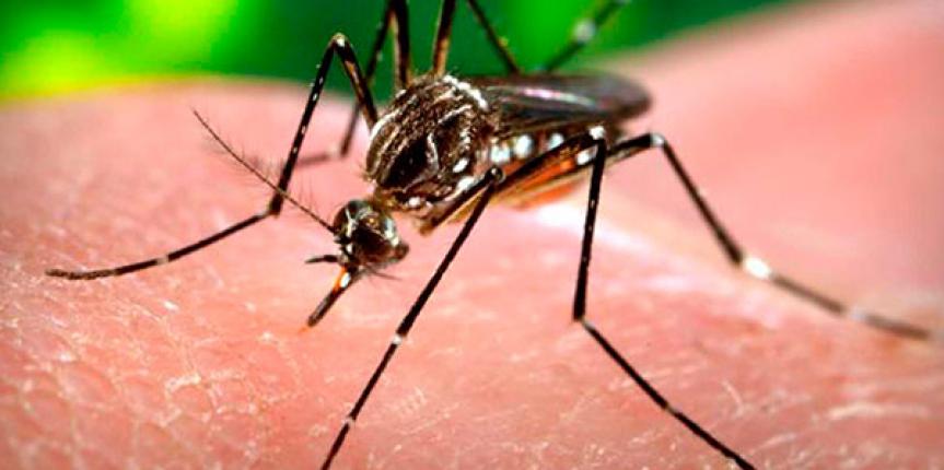 Lluvia y calor ayudan en proliferación del zancudo que transmite el dengue, chikungunya y zika